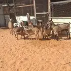 معزاء للبيع