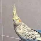 طير كروان ذكر اليف