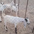 تيوس للبيع