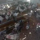 دجاج