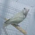 طيور روز جاهزه للإنتاج