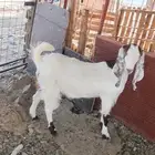 جفره مطوره للبيع