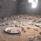 سمان للبيع كذلك بيض سمان مخصب الموقع كرا لايوجد توصيل