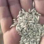 شعير سداسي 450 كيس الكيس 50 كيلو