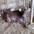 للبيع بقره المانيه