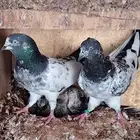 حمام باكستاني تيدي