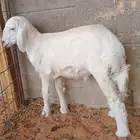 داغور حري خروف يدغر شرط سوق الجربوع غرب الرياض