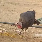 دجاج رومي