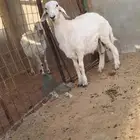 خروف حري