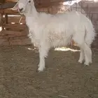 للبيع خروف ذبيحه حري