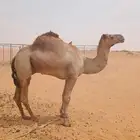 للبيع ولد شاهين بن عويضان