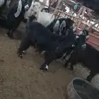 ماعز
