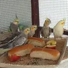 طيور كناري