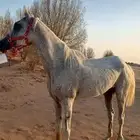فرس
