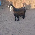 عنز عارضيه حايل