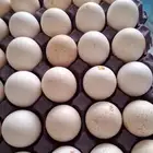 بيض رومي ابيض صافي فرنسي