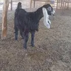 جفره عارضيه عمرها 8 شهور