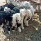 حريه مع رخل و ذبايح نجد للبيع