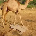حاشي