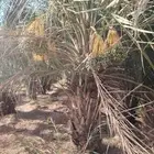 نقايل نخل خلاص صقعي برحي هلالي