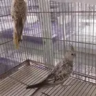 مجموعة كروان بحالة ممتازه انتاج عالي