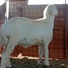 طلي للبيع