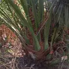 صقعي سكري مجدول