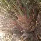 نخل فسايل خلاص وصقعي