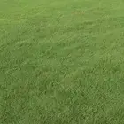 نجيل طبيعي