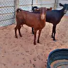 ماعز جنوبي جم