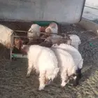 للبيع رخال