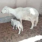 للبيع حريه معها رخل