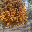يوجد تمور