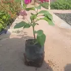بيع جميع انواع الشتلات الزينة والبرية والمثمرة