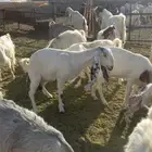 معزا هولنديات مطورات