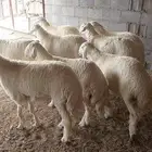 خرفان شرط ويوجد ذبح وتوصيل