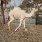 حوار اوضح
