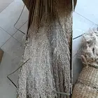 ورد مجفف
