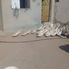 صوص   بط بكيني