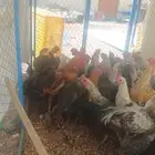 دجاج وا ديوك