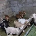ماعز قزم