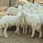 خرفان حريات للبيع خدمة سلخ و توصيل