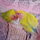 زوج روز اليف