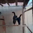 زوج شامو الماني فاخر