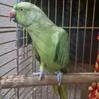 دره ذكر