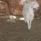 للبيع مشروع فحل ساكني وحري شقيق