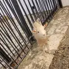 للبيع تيس قزمي