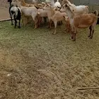 وعل هجين لون الصيد العدد 7 مع الفحل