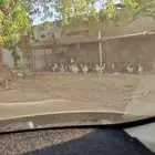 دجاج فرنسي كولومبي ودجاج بلدي وباكستاني