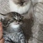 قطط صغيره للبيع